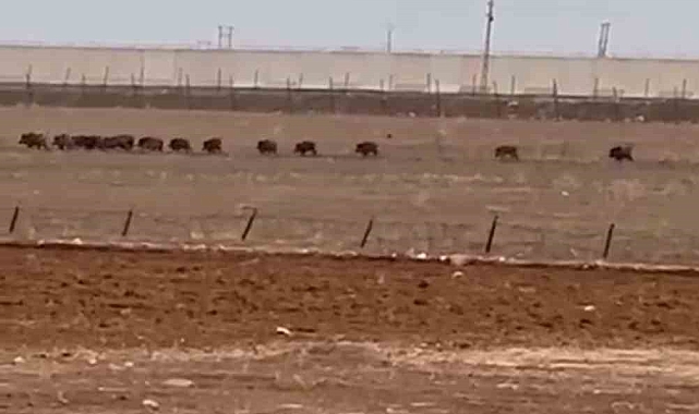 Nusaybin'de Görüntülenen Domuz Sürüsü Vatandaşları Şaşırttı