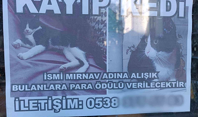 Samsun'da Kayıp Kedi İçin Ödüllü Arama Başladı