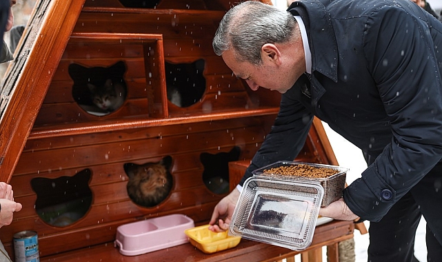 Sivas'ta Sokak Kedileri İçin Sıcak Yuvalar: Kedi Evleri Projesi