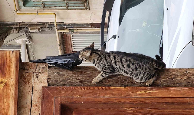 Tokat'ta Kedi Hırsızlığı! Ama Çok Tatlı Bir Hırsızlık...