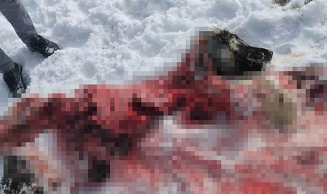 Van'da Vahşi Saldırı: Köpekten Sadece İskelet Kaldı