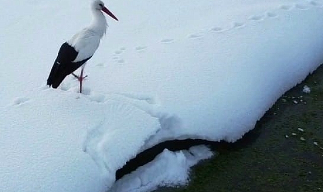 Van'ın Hacı Ali Mahallesi'nde Leylekler Kışa Dayanıyor