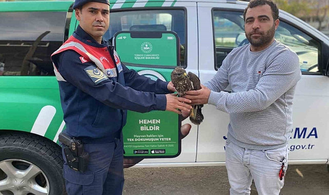 Yaralı halde bulunan Kızıl Şahin koruma altına alındı