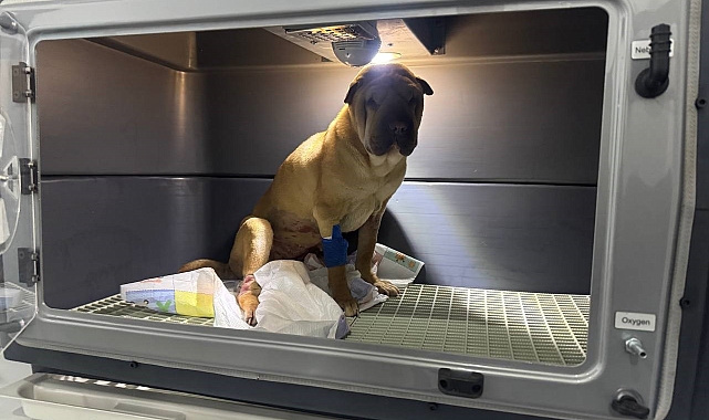 Zonguldak'ta Şaşırtıcı Keşif: Shar Pei Cinsi Köpekten 1,5 Kilogram İltihap Çıkarıldı
