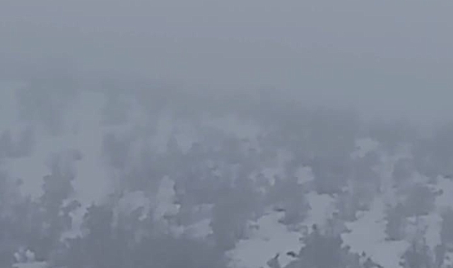Aç Kalan Domuzlar Malatya'da Yerleşim Alanına İndi