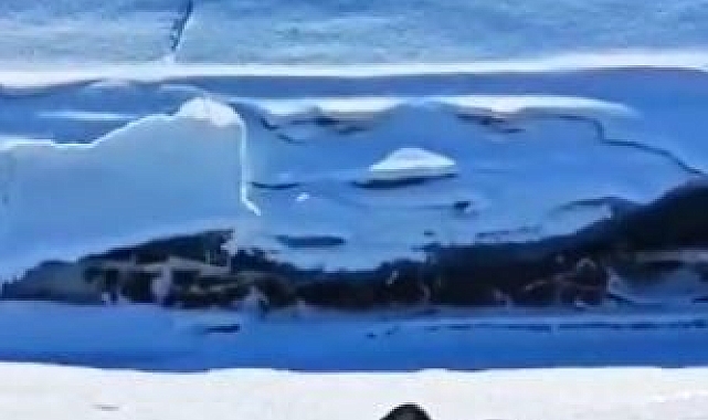 Ardahan'da Nesli Tükenmekte Olan Su Samurları Görüntülendi