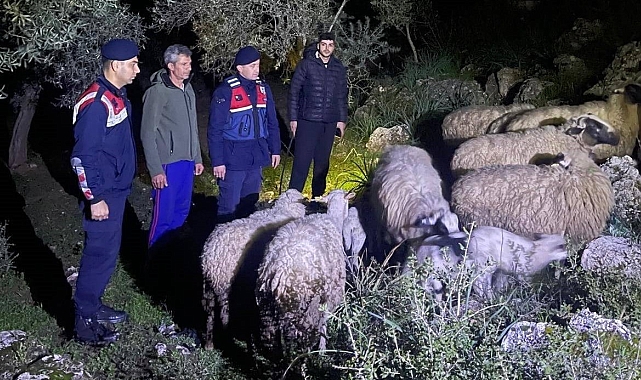 Aydın'da Kaybolan 16 Küçükbaş Hayvan Jandarma Tarafından Bulundu