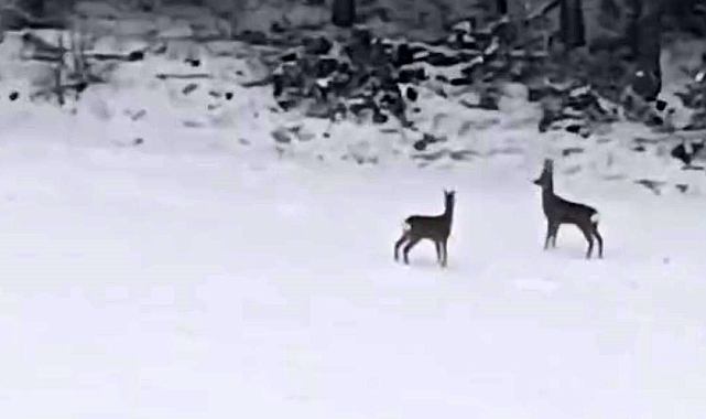 Bolu'da Geyiklerin Kar Sevinci Kamerada