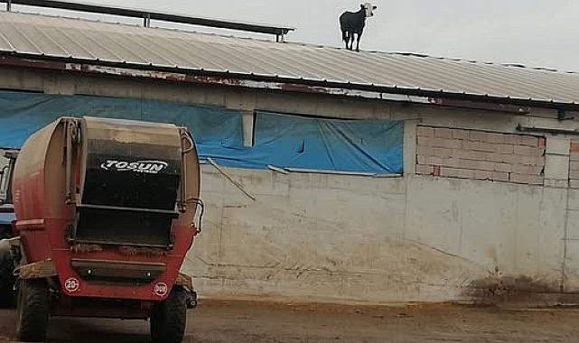 Çankırı'da Aşıdan Kaçan Dana Mandıranın Çatısına Çıktı