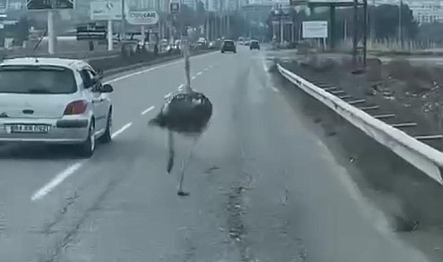 Diyarbakır'da Çiftlikten Kaçan Deve Kuşu Trafiği Alt Üst Etti