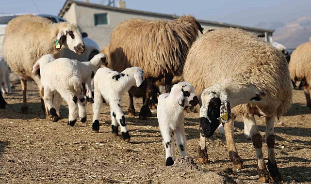 Elazığ'da Kuzulama Dönemi Başladı: Yılın İlk Kuzuları Dünyaya Geldi