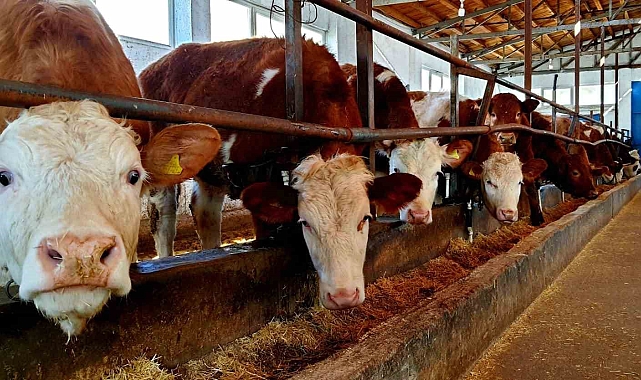 Erzincan İliç'te Hayvan Sağlığı İçin Seferberlik: Şap ve Brucella Aşılaması Başladı