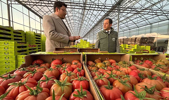 Erzincan'da Kışın Bile Sebze Üretimi Devam Ediyor