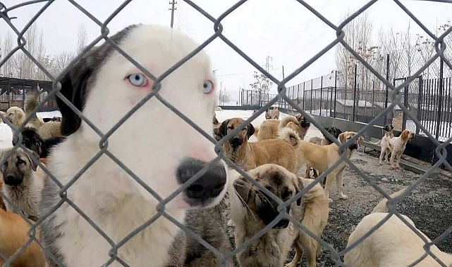 Erzincan'da köpek katliamı iddiası: Belediye çalışanları görevden uzaklaştırıldı