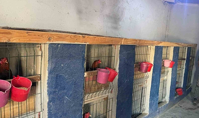 Erzurum'da Horoz Döğüşü Baskını: 3 Kişi Yakalandı