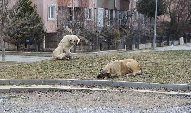 Eskişehir'de Kar Yağışı Sonrası Sokak Hayvanları Açlıkla Mücadele Ediyor