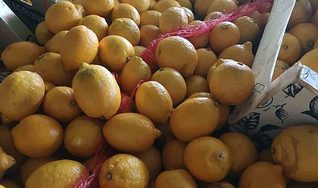 Hatay'da İhracat İçin Hazırlanan 55 Ton Limon İmha Edildi