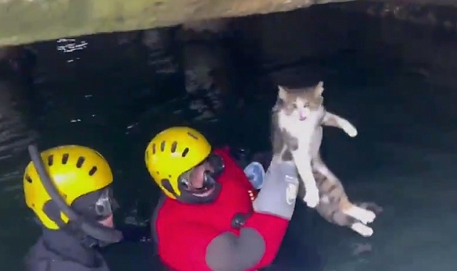 Heybeliada'da İskele Altında Mahsur Kalan Kedi Kurtarıldı