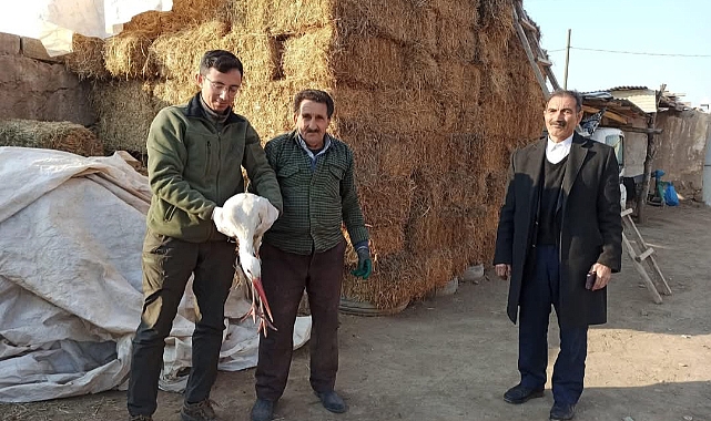 Iğdır'da Bitkin Bulunan Leylek Kurtarıldı