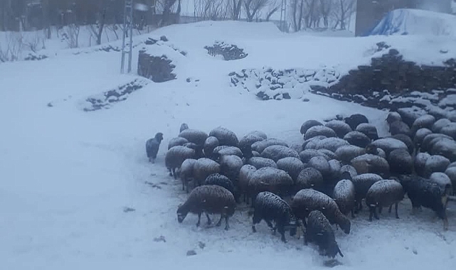 Iğdır'da Kar Yağışı Başladı: Yüksek Kesimler Beyaza Bürüdü