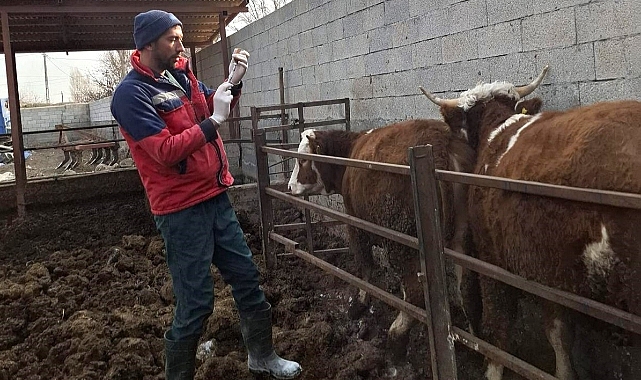 Iğdır'da Şap Hastalığına Karşı Yeni Aşılar Devrede