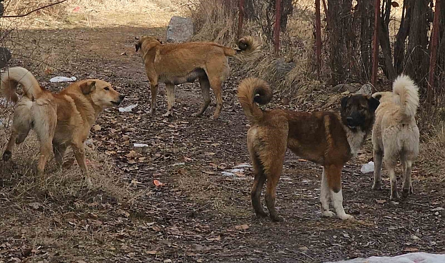 İspir'de Sahipsiz Köpekler Korku Salıyor: Vatandaşlar Çözüm Bekliyor