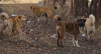 İspir'de Sahipsiz Köpekler Korku Salıyor: Vatandaşlar Çözüm Bekliyor