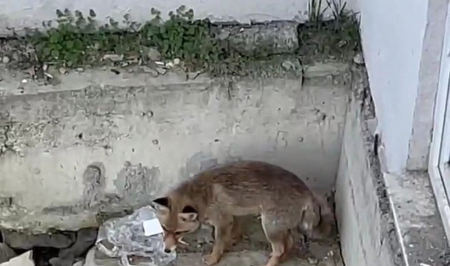Karabük'te Yiyecek Arayan Tilki Kamerada
