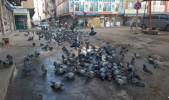 Kars'ta Duyarlı Vatandaş Güvercinleri Besleyerek Örnek Oluyor