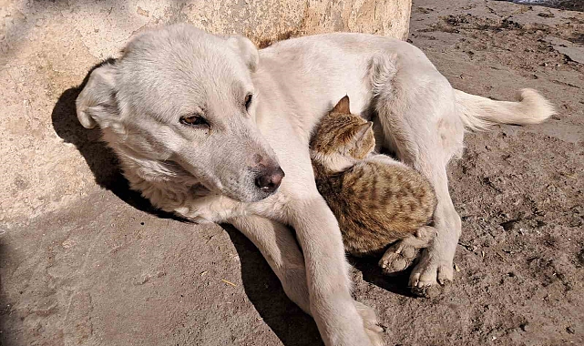 Kars'ta Kedi ve Köpeğin Sıcak Dostluğu Kamerada