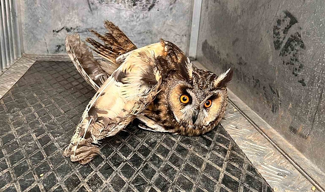 Kırıkkale'de Yaralı Baykuş Kurtarıldı