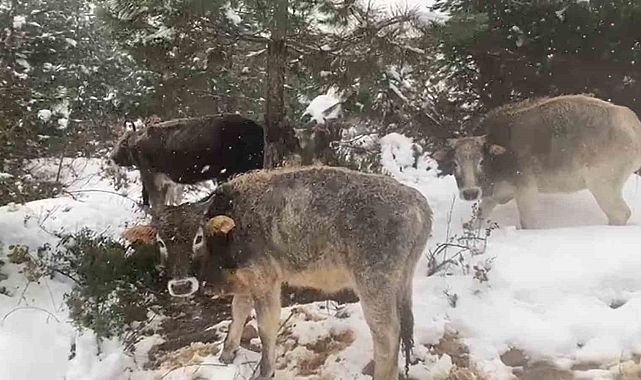 Kocaeli'de Kar Manzaraları: Büyükbaş Hayvanlar Otlamaya Devam Ediyor