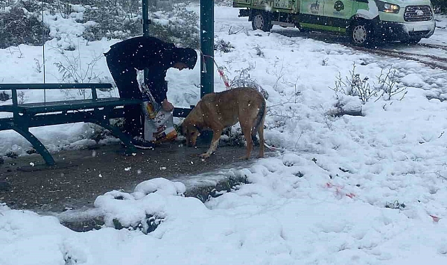 Körfez Belediyesi'nden Sokak Hayvanlarına Şefkat Eli