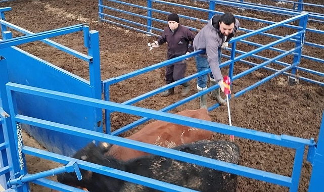 Kuyucak'ta İthal Besilik Hayvanlara Sağlık Kontrolü ve Şap Aşısı Uygulaması