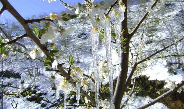 Muğla'da hava sıcaklığı düşüyor, don tehlikesi var