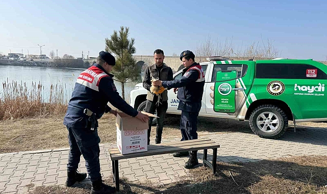 Muş Jandarması Yaralı Bayağı Balaban Kuşunu Kurtardı