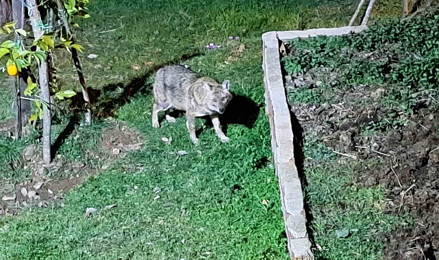 Ordu'da Vatandaş Çakalları Ekmekle Besliyor