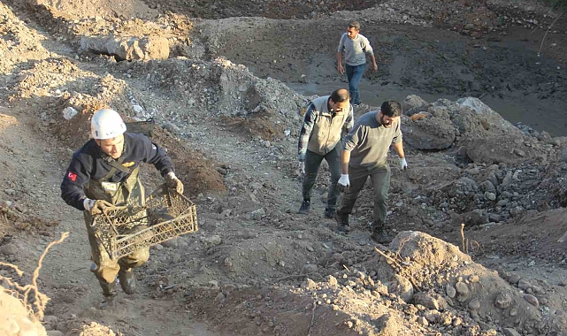 Şanlıurfa'da 240 Kaplumbağa Kurtarıldı