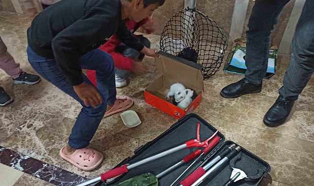 Şanlıurfa'da Havalandırma Boşluğuna Düşen Yavru Kediler Kurtarıldı