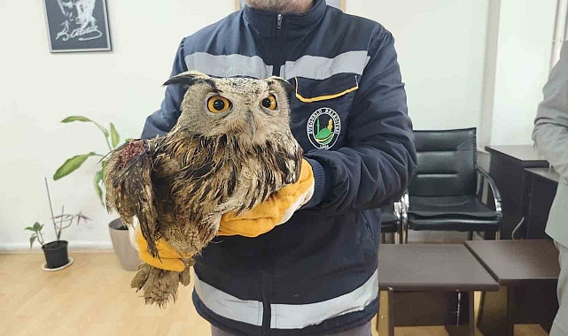 Sungurlu'da Yaralı Baykuş Kurtarıldı