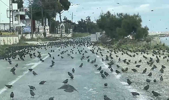 Tekirdağ'da Sığırcık Sürüsü Sahil Yolunu Kapladı