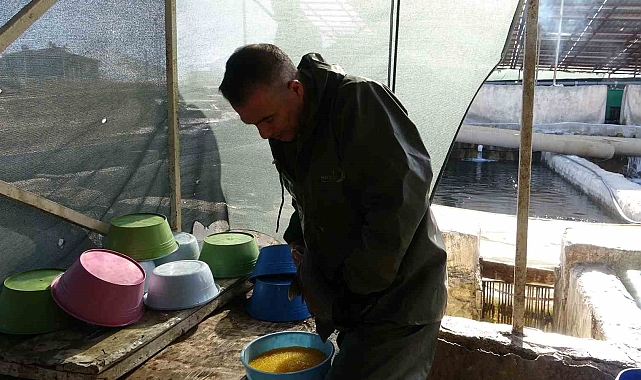 Van'da Alabalık Sağımı Gerçekleştirildi: Üreticilere Bilgilendirme Yapıldı