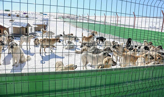 Van'da Sahipsiz Hayvanlar İçin 250 Dönümlük Dev Doğal Yaşam Alanı