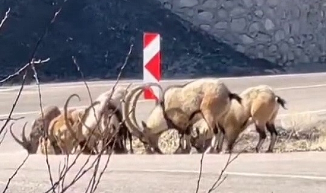 Adıyaman'da Dağ Keçileri Tuz İhtiyacı İçin Karayoluna İndi