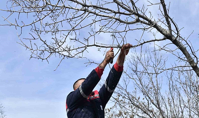 Ankara'da Yabani Sakız Ağaçları Antep Fıstığına Dönüşüyor