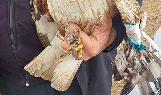 Eskişehir'de Çobanlardan Duyarlı Davranış: Yaralı Kızıl Şahin Tedavi Altına Alındı