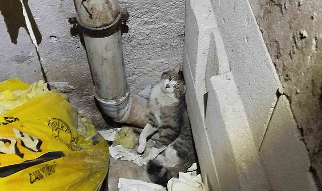 Erzincan'da İtfaiye Kediyi Sıkıştığı Havalandırma Boşluğundan Kurtardı