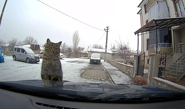 Erzincan'da Soğuktan Üşüyen Kedi Otomobilin Üzerine Çıktı