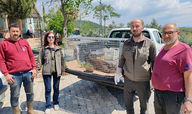 Hatay'da Yaralı Yavru Karaca Zeytin Bahçesinde Bulundu