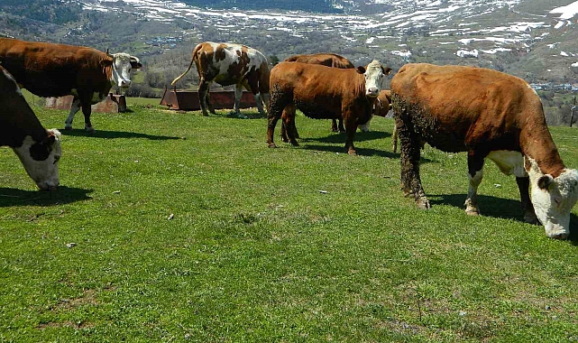 Posof'ta Bahar Sevinci: Karın Ardından Yeşil Uyandı